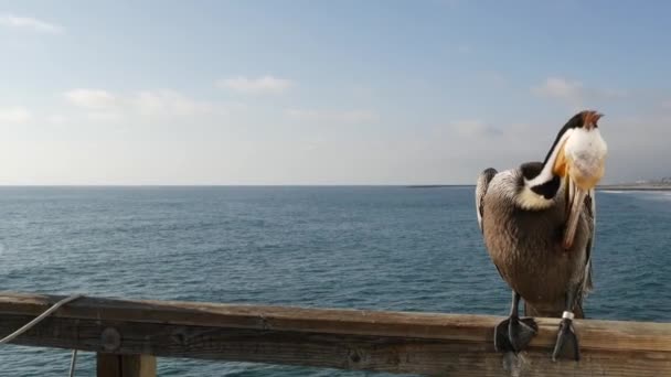 カリフォルニア海のビーチUSAの桟橋に野生の茶色のペリカン。海岸のペリカヌス、大きな鳥。大請求書くちばし — ストック動画