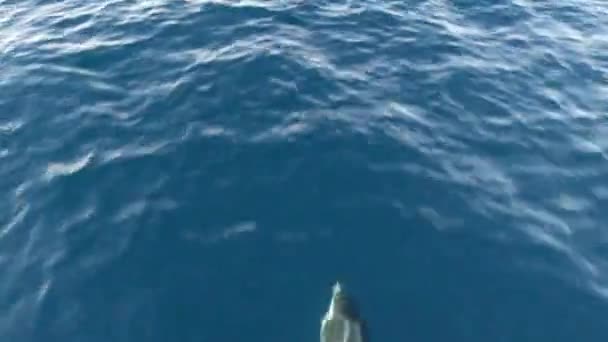 イルカの自由、太平洋の青い水のポッド。海の野生動物の学校。カリフォルニアUSA. — ストック動画