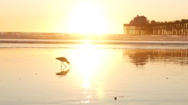 Günbatımında iskele silueti, California USA, Oceanside. Okyanus tropik plajı. Dalganın yanındaki martı kuşu