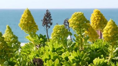 Aeonium arboreum houseleek ağacı sarı çiçek, Kaliforniya, ABD. İrlanda gül sulu şişkinlik. Evde bahçıvanlık, Amerikan dekoratif ev bitkisi, doğal botanik okyanus sahili atmosferi.