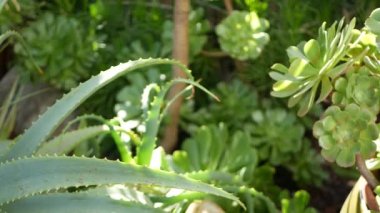 Aloe sulu bitki, California USA. Çöl bitkisel ilaçları, kurak iklim doğal botanik yakın plan. Aloe Vera 'nın yeşil yaprakları. Amerika 'da bahçıvanlık, kaktüs ve agave ile yetişir.