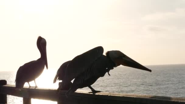 Divoký hnědý pelikán na molu, Kalifornská oceánská pláž USA. Pelecanus velký pták. Velký zobák. Západ slunce. — Stock video