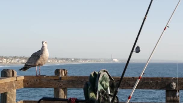 釣り釣り釣り釣りのタックルや桟橋上のギア。カリフォルニアUSA 。海の海のカモメの鳥、ロッドまたは回転. — ストック動画