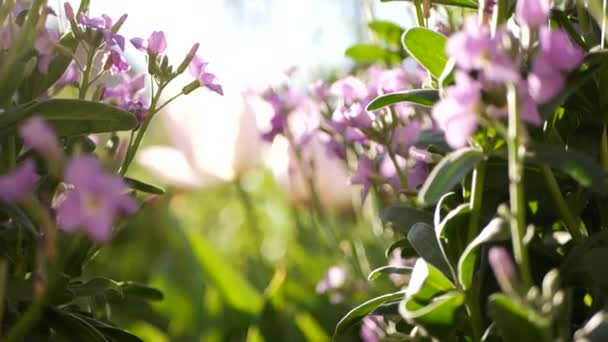 Renkli kır çiçekleri, bahar sabahı çayırları, doğal bitki örtüsü. Çiçeklerin narin çiçek açması, Kaliforniya, ABD 'de bahçıvanlık. Renkli romantik bahar çiçekleri var. Bitki çeşitleri — Stok video