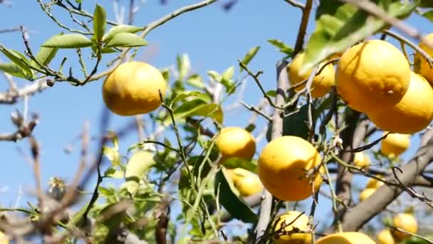 Citrus narancs gyümölcs, csupasz levél nélküli fa, Kalifornia USA. Tavaszi kert, amerikai helyi mezőgazdasági ültetvény, tanyasi kertészet. Szaftos, friss, egzotikus trópusi szüret az ágon. Kék ég. — Stock videók