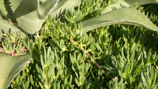 Φύλλα αγαύης, χυμώδης κηπουρική στην Καλιφόρνια, ΗΠΑ. Σχεδιασμός κήπου, γιούκα, φυτό του αιώνα ή αλόη. Φυσικό βοτανικό διακοσμητικά μεξικάνικα φυτά εσωτερικού χώρου, έρημο άνυδρο κλίμα διακοσμητική ανθοκομία — Αρχείο Βίντεο