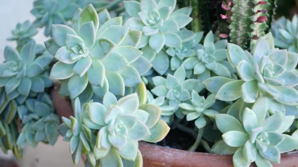 Collection de plantes succulentes, jardinage en Californie, États-Unis. Aménagement de jardins familiaux, diversité de poules botaniques et de poussins. Mélange assorti de plantes ornementales décoratives echeveria, floriculture — Video