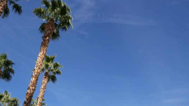 Palme a Los Angeles, California, USA. Estetica estiva di Santa Monica e Venice Beach sull'oceano Pacifico. Cielo azzurro chiaro e palme iconiche. Atmosfera di Beverly Hills a Hollywood. Le vibrazioni di LA — Video Stock