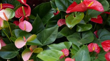 Kırmızı zambak çiçeği, koyu yeşil yapraklar. Zarif kestane çiçekleri. Egzotik tropikal yağmur ormanları, şık botanik atmosfer. Doğal canlı yeşillik, cennet estetiği. Arum bitkisi