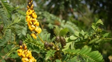 Afrika senna çiçeği, Kaliforniya, ABD 'de bahçıvanlık yapıyor. Doğuştan botanik geçmişi var. Bahar sabahı bahçesinde sarı çiçek, yumuşak odak noktasında taze bahar bitkisi. Şamdan sulu bitki.