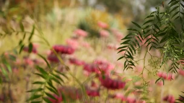 Lucky bells roze bloem in de tuin, Californië USA. Moeder van duizenden lentebloei, weide romantische botanische sfeer, delicate mexicaanse hoed kalanchoë plantenbloesem. Koraalzalm voorjaar kleur — Stockvideo