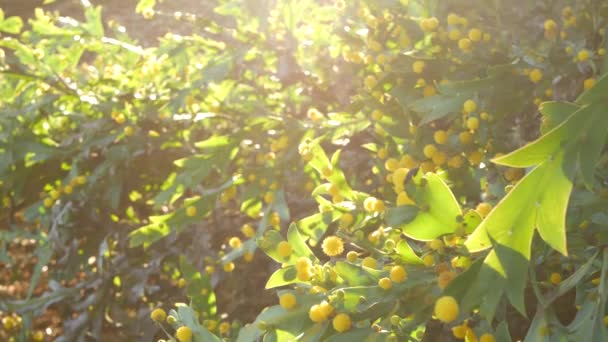 Acacia glaucoptera sarı çiçekleri, Kaliforniya ABD. Avustralya 'ya özgü, düz, kil boyalı, sıra dışı, özgün egzotik cilt bakımı. Sakin bahar sabahı atmosferi, tropikal bahar yağmur ormanları — Stok video