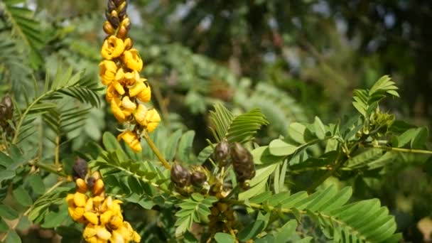 Afrika senna çiçeği, Kaliforniya, ABD 'de bahçıvanlık yapıyor. Doğuştan botanik geçmişi var. Bahar sabahı bahçesinde sarı çiçek, yumuşak odak noktasında taze bahar bitkisi. Şamdan sulu bitki. — Stok video