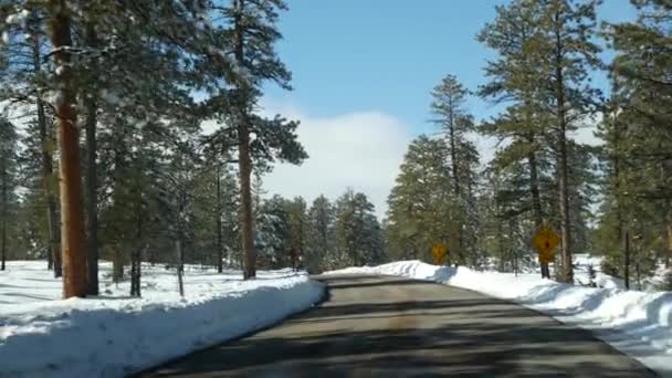 Neve na floresta invernal, condução de automóveis, viagem de carro no inverno Utah EUA. Pinhais de coníferas, vista do carro através do pára-brisas. Férias de Natal, viagem de Dezembro a Bryce Canyon. Eco turismo para as florestas — Vídeo de Stock