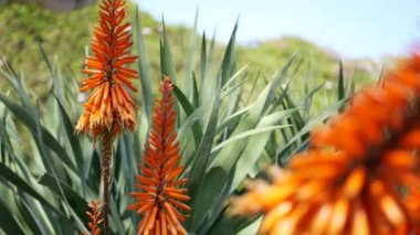 Aloe sulu kırmızı çiçek, California USA. Çöl bitkisi, kurak iklim doğal botanik yakın plan. Aloe Vera 'nın canlı sulu çiçekleri. Amerika 'da bahçıvanlık, kaktüs ve agave ile yetişir.
