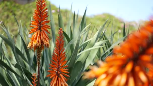 Aloe lezat tanaman bunga merah, California Amerika Serikat. Flora gurun, iklim kering botani alami dekat latar belakang. mekar jelas juicy dari Aloe Vera. Berkebun di Amerika, tumbuh dengan kaktus dan agave — Stok Video