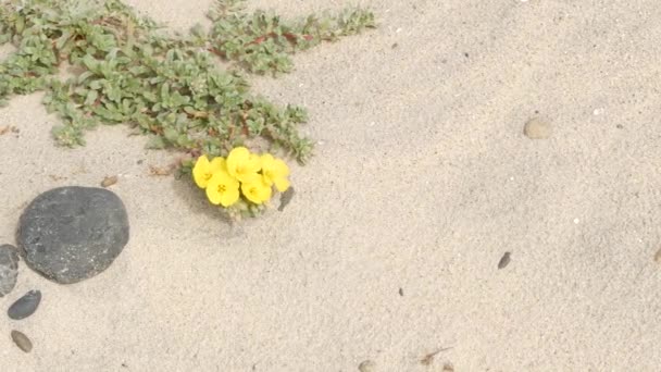 Kruipplant op Stille Oceaan zandstrand, Californië kust, Verenigde Staten. Zand, kleine bloemen, stenen en groen aan zee. Natuurlijke botanische flora in Encinitas, waar mensen het ecosysteem van de kust herstellen — Stockvideo