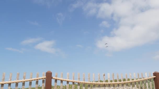 Pelikaner flyger på himlen, Kaliforniens fredliga kust USA. Fåglar och havsstrand. Flock av pelecanus i luft. — Stockvideo