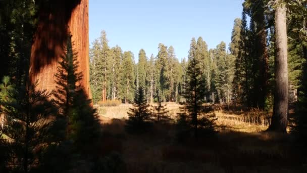 Floresta de sequoia, sequoias no parque nacional, norte da Califórnia, EUA. Floresta velha perto de Kings Canyon. Trekking e caminhadas turismo. Pinheiros coníferas lagre único com enormes troncos altos — Vídeo de Stock