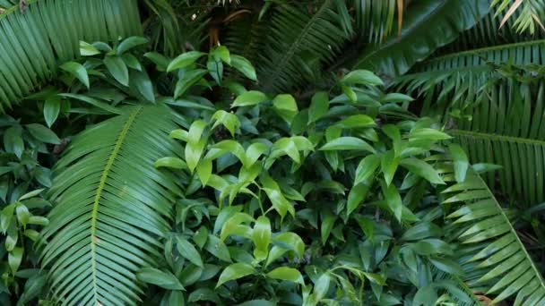 Exotisk djungel regnskog tropisk atmosfär. Fern, palmer och färska saftiga frondblad, förbluffande tät överväxt djup skog. Mörk naturlig grönska frodiga lövverk. Evergreen ekosystem. Paradisestetik — Stockvideo