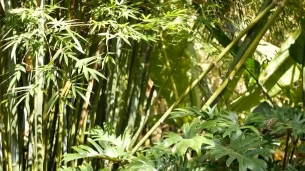 Bosque de bambú, exótica atmósfera tropical asiática. Árboles verdes en jardín zen feng shui meditativo. Bosque tranquilo y tranquilo, frescura armonía matutina en matorral. Estética oriental natural japonesa o china — Vídeo de stock