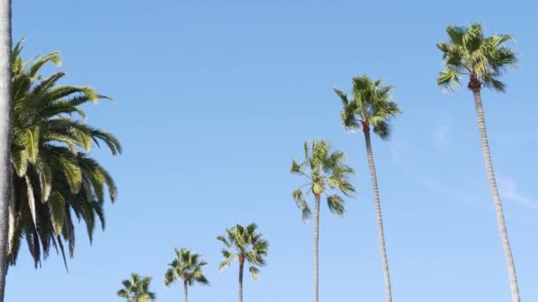 Palmas em Los Angeles, Califórnia, EUA. Estética de verão de Santa Monica e Venice Beach no oceano Pacífico. Céu azul claro e palmeiras icônicas. Atmosfera de Beverly Hills em Hollywood. Vibrações de LA — Vídeo de Stock