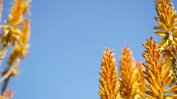 Aloe sulu bitki sarı çiçek, California USA. Çöl bitki örtüsü iklimi doğal botanik yakın plan. Aloe Vera 'nın canlı turuncu çiçeği. Amerika 'da bahçıvanlık, kaktüs ve agave ile yetişir. — Stok video