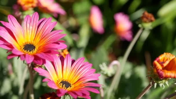 Daisy lub marguerite kolorowe kwiaty, Kalifornia USA. Aster lub peleryna marigold wielobarwny fioletowy kwiat. Home ogrodnictwo, amerykański dekoracyjne rośliny ozdobne, naturalna atmosfera botaniczna — Wideo stockowe