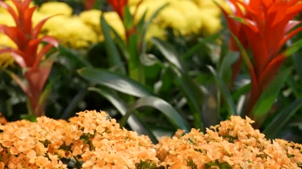 Flowers decoration for Chinese New Year. Red yellow ornamental flowerbed from chrysanthemum, hydrangea and guzmania. Multicolored bloom of juicy exotic plants, close up soft focus floral background — Stock Video