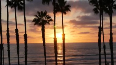 Kaliforniya 'da palmiyeler ve alacakaranlık gökyüzü. Tropik okyanus sahili günbatımı atmosferi. Los Angeles titreşimleri.