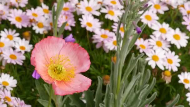 Różowy delikatny stokrotka kwiat, delikatny marguerite. Naturalne botaniczne zbliżenie tła. Wildflower kwitną wiosną rano ogród lub łąka, ogrodnictwo domowe w Kalifornii, USA. Flora wiosenna. — Wideo stockowe