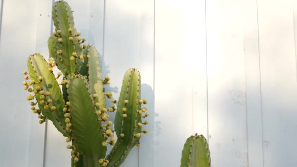 Planta suculenta de cactus, California USA. Flora del desierto, clima árido flor natural, fondo botánico de cerca. Planta de interior ornamental verde inusual. Jardinería en América, crece con aloe y agave — Vídeo de stock