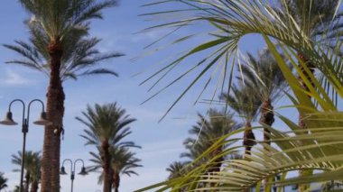 Palms Los Angeles, Kaliforniya, ABD 'de. Pasifik Okyanusu 'ndaki Santa Monica ve Venice Sahili' nin yaz estetiği. Açık mavi gökyüzü ve simgesel palmiye ağaçları. Hollywood 'daki Beverly Hills' in atmosferi. LA titreşimleri