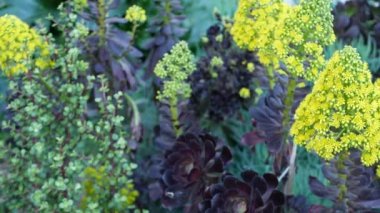 Aeonium arboreum houseleek ağacı sarı çiçek, Kaliforniya, ABD. İrlanda gülü koyu sulu şişkinlik. Evde bahçıvanlık, Amerikan dekoratif ev bitkisi, doğal botanik çöl atmosferi.