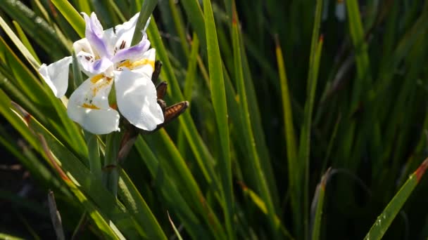 Fioritura di iris bianco, giardinaggio in California, Stati Uniti d'America. Fioritura delicata in giardino di mattina di primavera, gocce di rugiada fresca su petali. flora primaverile a fuoco morbido. Naturale botanico primo piano sfondo — Video Stock