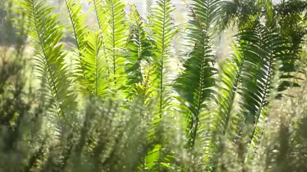 Φύλλα Cycad φτέρη στο δάσος, Καλιφόρνια ΗΠΑ. Πράσινο ζουμερό φυσικό βοτανικό φύλλωμα. Encephalartos ή zamiaceae dioon φύλλα πλούσια σε φοίνικες. Τροπικά τροπικά δάση ζούγκλα ατμόσφαιρα κήπο σχεδιασμό — Αρχείο Βίντεο