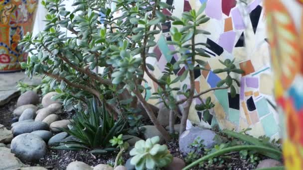 Succulents in flowerpot, gardening in California USA. Green house plants in colorful clay pots. Mexican style garden design, arid desert decorative floriculture. Natural botanical ornamental greenery — Stock Video