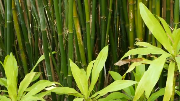 Floresta de bambu, atmosfera tropical asiática exótica. Árvores verdes no jardim meditativo feng shui zen. Arvoredo calmo tranquilo, frescura de harmonia de manhã em moita. Estética oriental natural japonesa ou chinesa — Vídeo de Stock