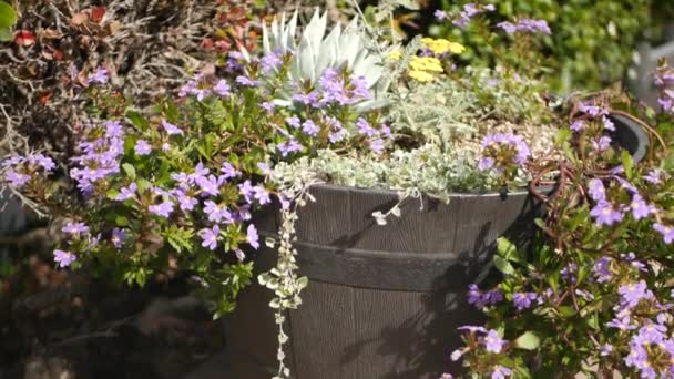 Okrasné zahradní květiny, domácí zahradničení v Kalifornii, USA. Dekorativní botanická květinářství. Flóra květ, šťavnaté barvy rostlin — Stock video