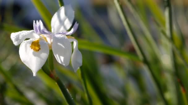 Weiße Irisblüte, Gartenarbeit in Kalifornien, USA. Zarte Blüte im Frühlingsmorgengarten, frische Tautropfen auf Blütenblättern. Frühlingsflora im weichen Fokus. Natürliche botanische Nahaufnahme Hintergrund — Stockvideo