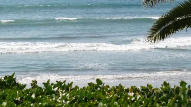 Тихоокеанский прилив, Калифорнийский пляж США. Морские волны и пальмы в солнечный день. Летние каникулы. — стоковое видео