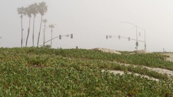 Проїзд світла семафор, автодорога на туманному пляжі, штат Каліфорнія, США. Туман на узбережжі океану. — стокове відео