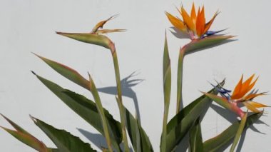 Strelitzia cennet kuşu tropikal turna çiçeği, California USA. Portakal rengi egzotik çiçekler, beyaz duvarda gölgeler, bahçe işleri için doğal moda bitkiler. Los Angeles yaz atmosferi