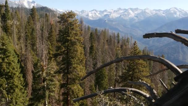 Panorámás kilátás a Moro Rock a Sequoia erdő nemzeti park, Észak-Kalifornia, USA. Kilátással az öreg erdőkre, tűlevelű fákra Sierra Nevada hegyein. Kilátó pont közelében Kings Canyon — Stock videók