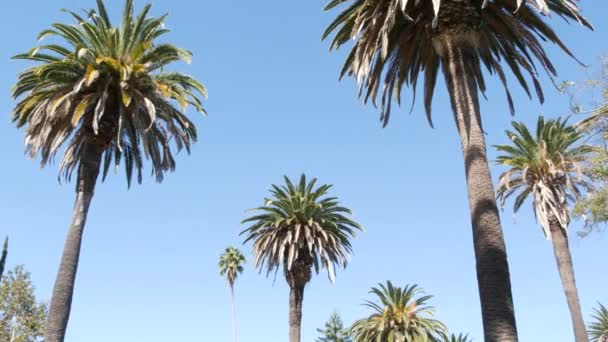 Palmiers à Los Angeles, Californie, États-Unis. Esthétique estivale de Santa Monica et Venice Beach sur l'océan Pacifique. Ciel bleu clair et palmiers emblématiques. Atmosphère de Beverly Hills à Hollywood. LA vibes — Video