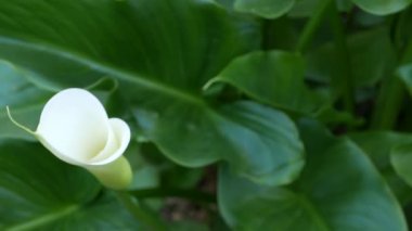 Beyaz zambak çiçeği ve koyu yeşil yapraklar. Zarif çiçekli bir çiçek. Egzotik tropikal yağmur ormanları, şık botanik atmosfer. Doğal canlı yeşillik, cennet estetiği. Arum bitkisi