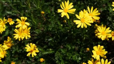 Sarı papatya çiçeği, California, ABD 'de bahçe işleri. Doğuştan botanik geçmişi var. Euryops Pectinatus bahar taze bahçesinde çiçek açar. İlkbahar bitkisi, Asteraceae çalısı yumuşak odak.