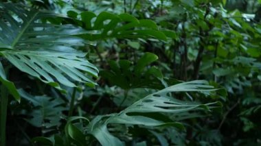 Egzotik canavar yağmur ormanı tropikal atmosferi. Taze sulu yapraklar, Amazon yoğunluğunda derin ormanlar. Koyu yeşil yemyeşil yapraklar. Evergreen ekosistemi. Cennet sakin estetik