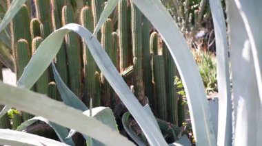 Kaktüs sulu bitki, California USA. Çöl bitkisi, kurak iklim doğal çiçek, botanik yakın plan. Yeşil süslemeli sıra dışı ev bitkisi. Amerika 'da bahçıvanlık, aloe ve agave ile büyür