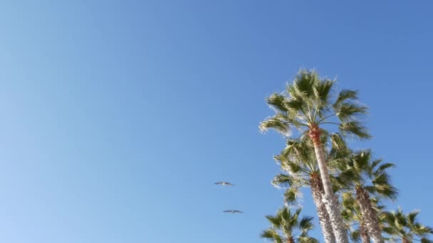 Stora pelikan fåglar flyger, pelecanus flock svävar i skyn. Palmer i Oceanside, Kalifornien USA. — Stockvideo